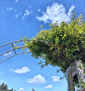 埼玉県川越市 結婚相談所 スミレクラブ 婚活セミナー講師